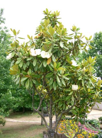 Magnolia_grandiflora (Small)