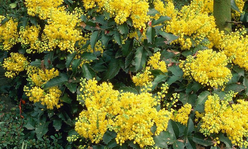 Mahonia