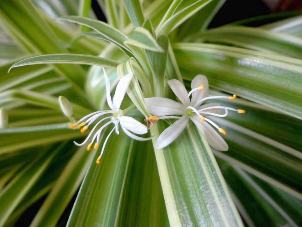 Chlorophytum_comosum