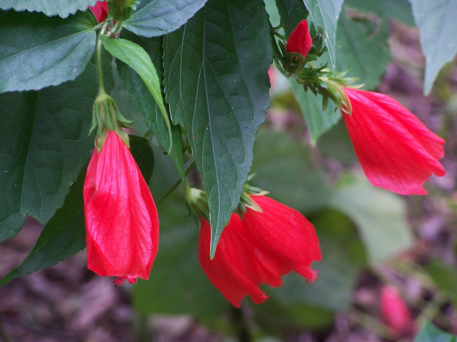 Malvaviscus arboreus