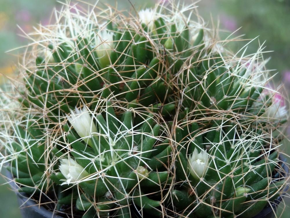 Mammilaria decipiens