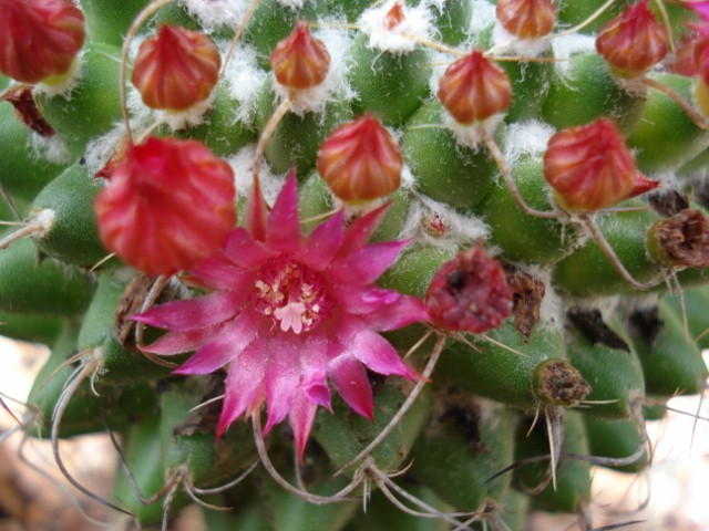 Mammilaria hahniana