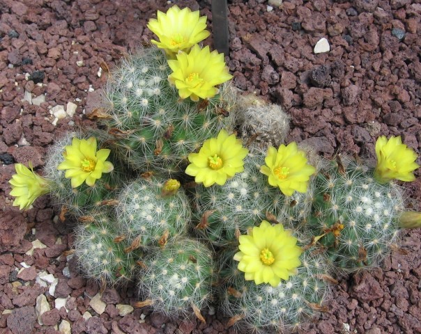 Mammillaria