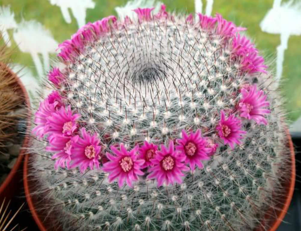 Mammillaria-2