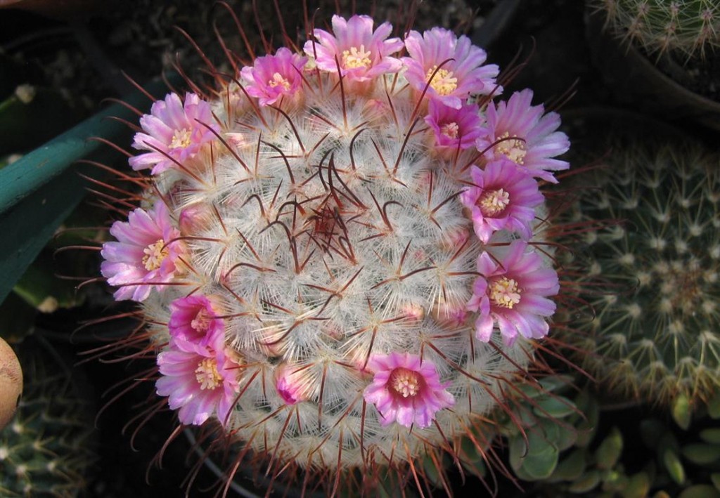 Mammillaria bombycina_1