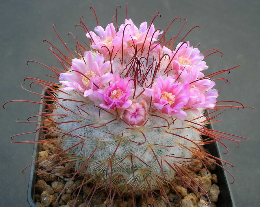 Mammillaria bombycina