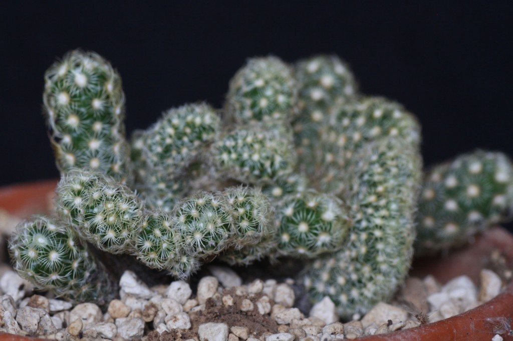 Mammillaria-elongata-Cristata