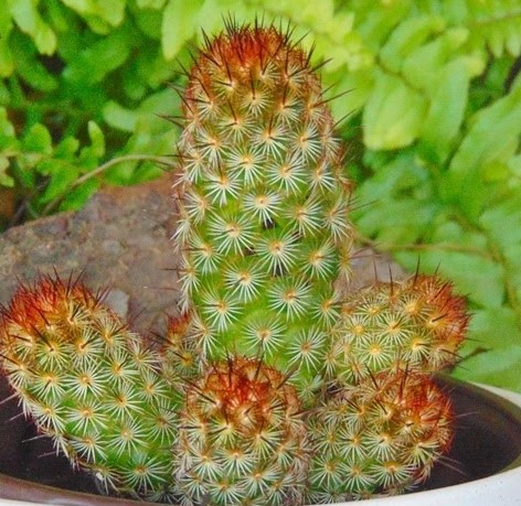 Mammillaria elongata