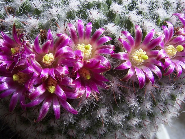 Mammillaria-florida