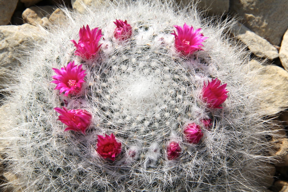 Mammillaria hahniana