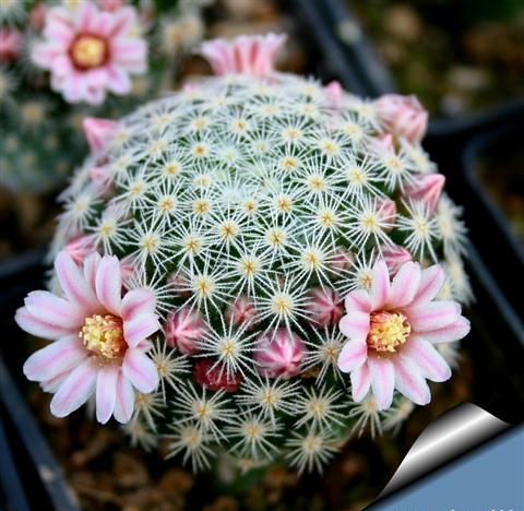 Виды кактусов (фото и описание). Все о кактусах.  Mammillaria-schiedeana-ssp.-giselae-1