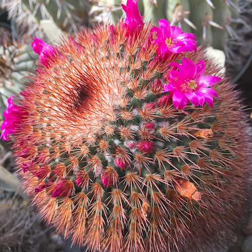 Mammillaria spinosissima 4