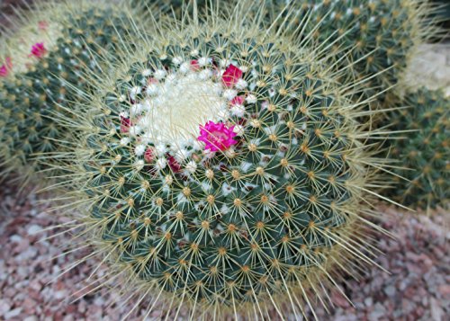 Mammillaria spinosissima