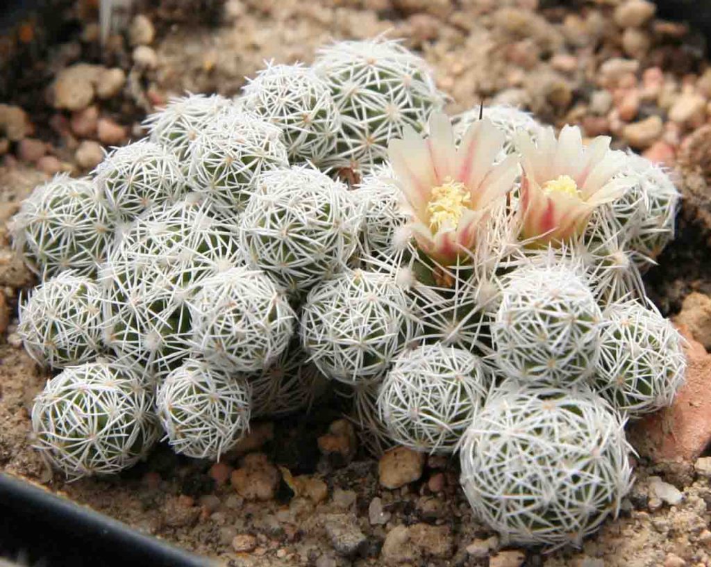 Mammillaria vetula gracilis