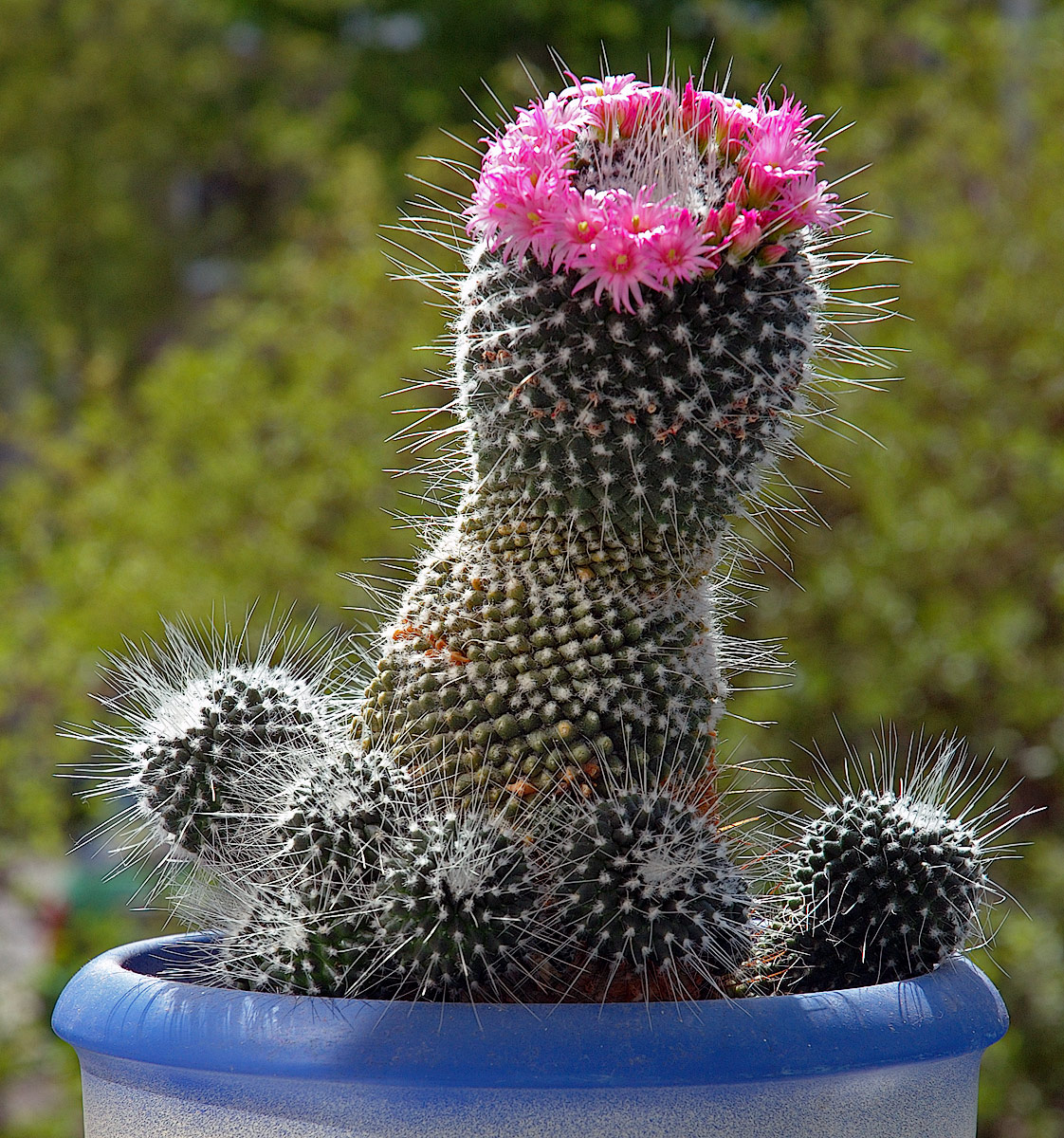 Mammillaria