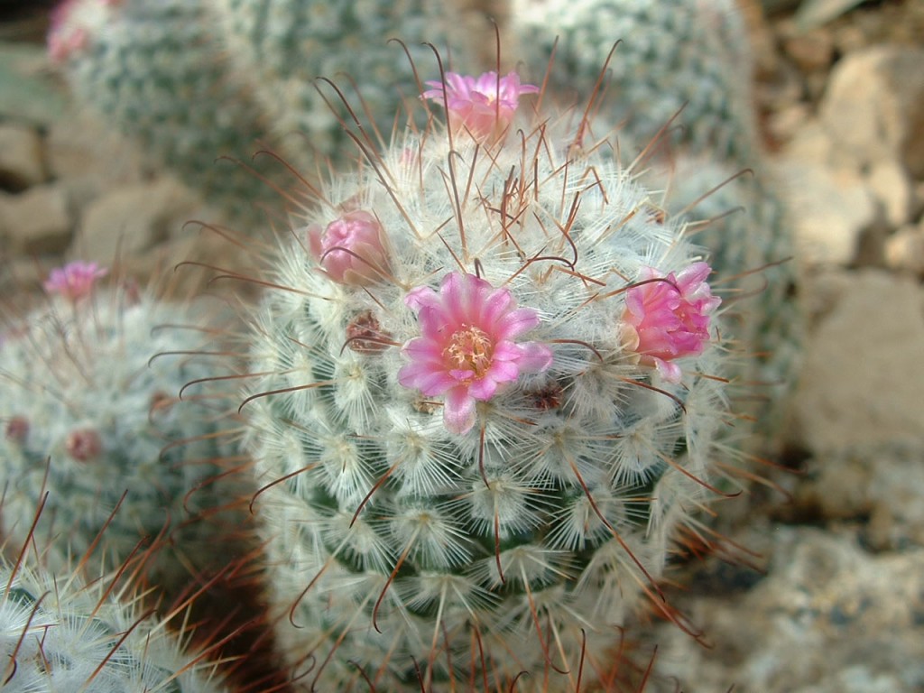 Mammillaria_bonbycina02