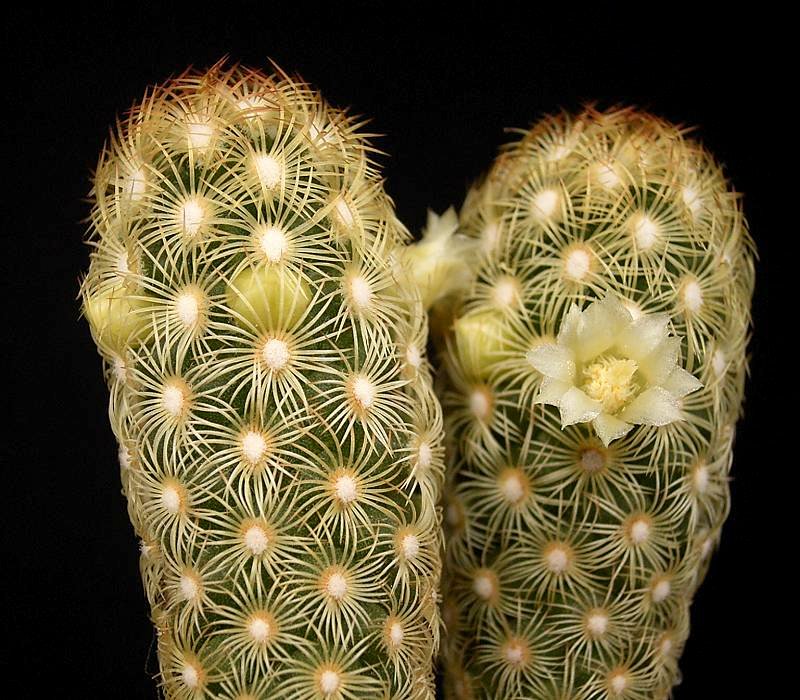 Mammillaria_elongata_1