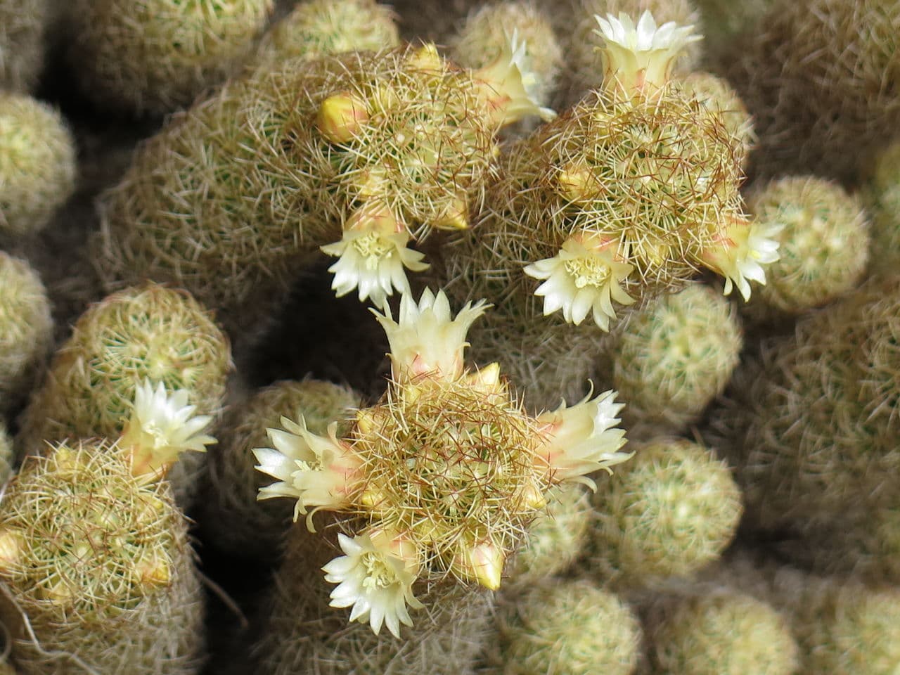 Mammillaria_elongata_8