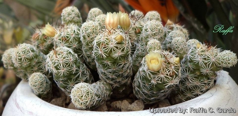 Mammillaria_gracilis