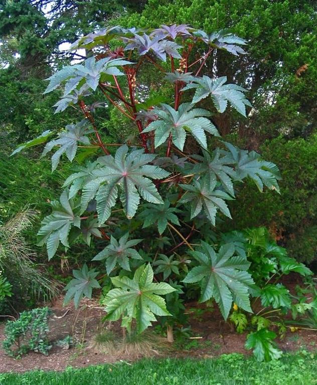 Mamona (Ricinus communis)