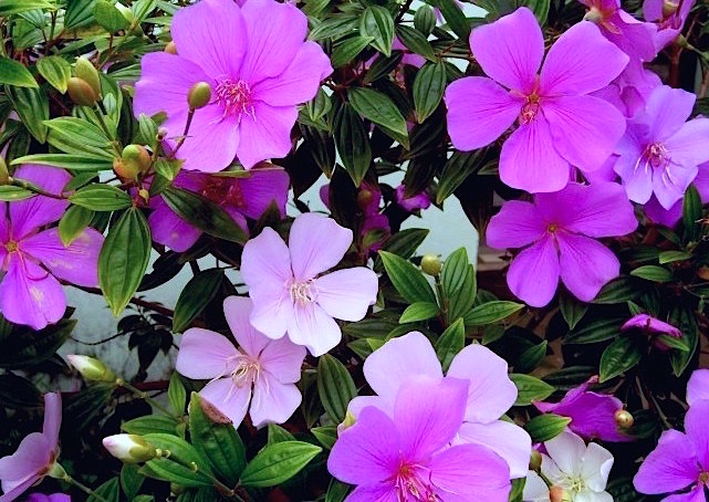 Manaca-da-Serra-Anao-Tibouchina-mutabilis