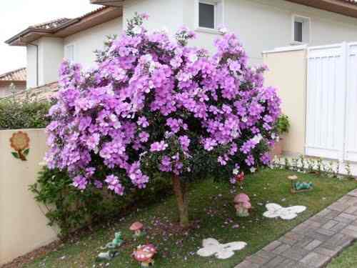 Manacá (Tibouchina mutabilis)