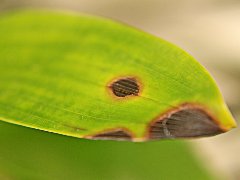 Manchas foliares de Phyllosticta