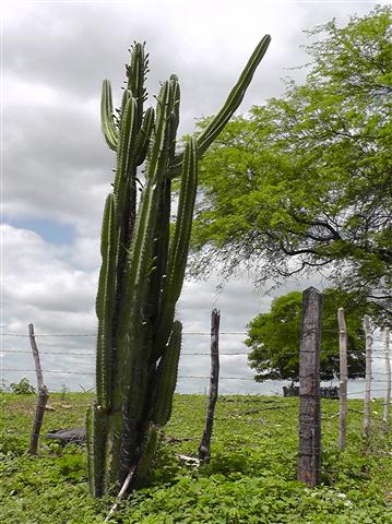 Mandacaru _ Cereus Giganteus