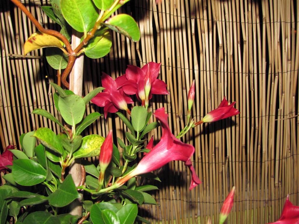 Mandevilla-splendens