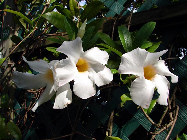 Mandevilla-splendens