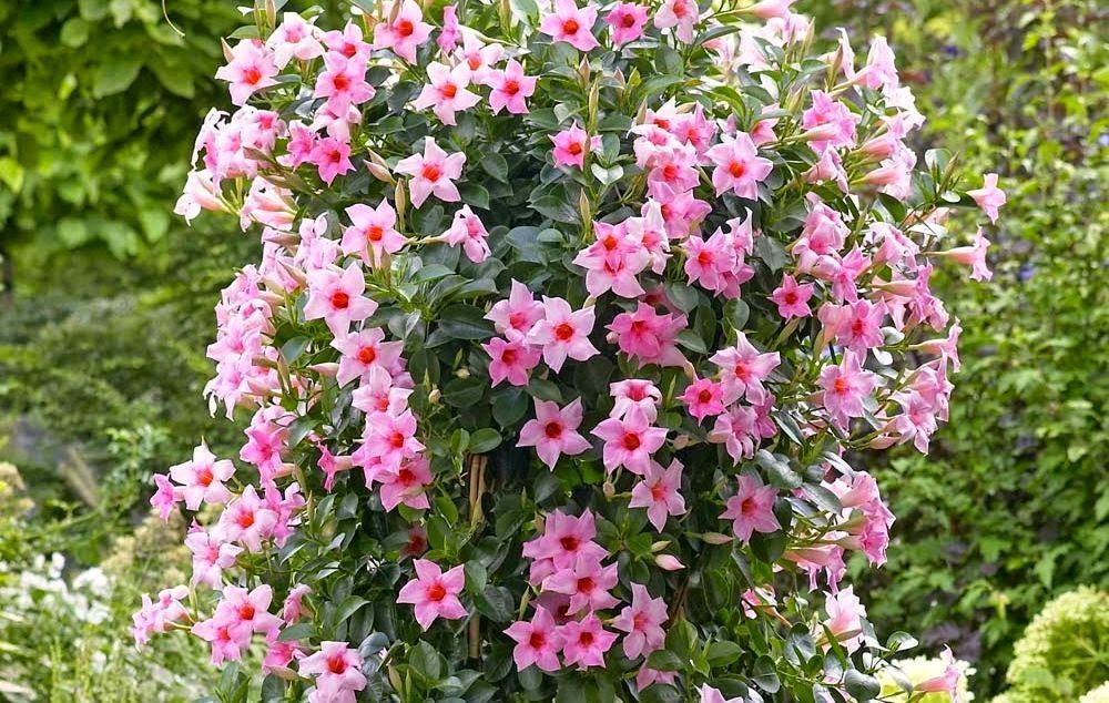 Mandevilla splendens