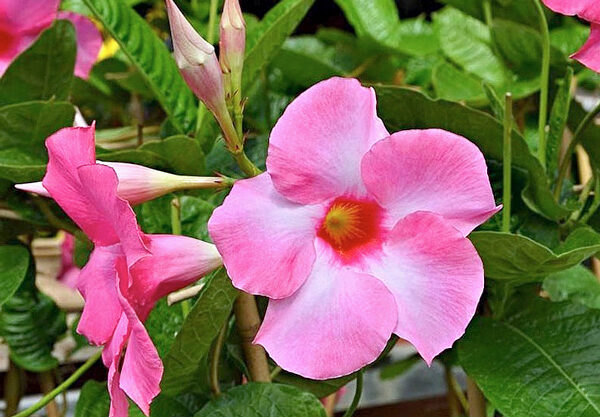 Mandevilla splendens