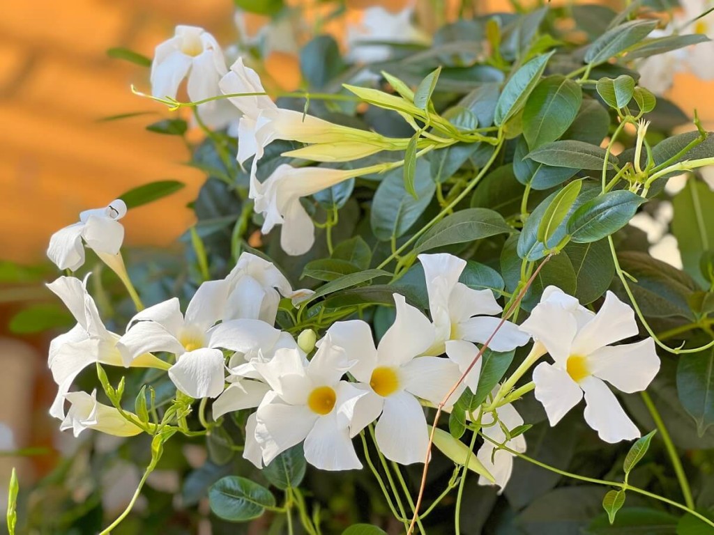 Mandevilla splendens