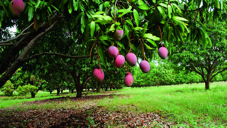 Mangifera indica