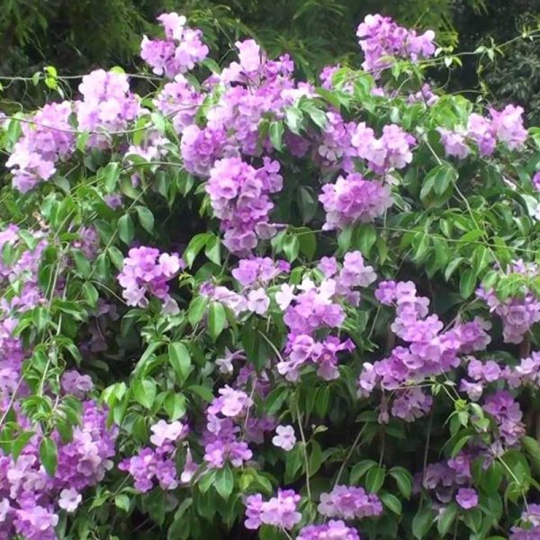 Mansoa alliacea3