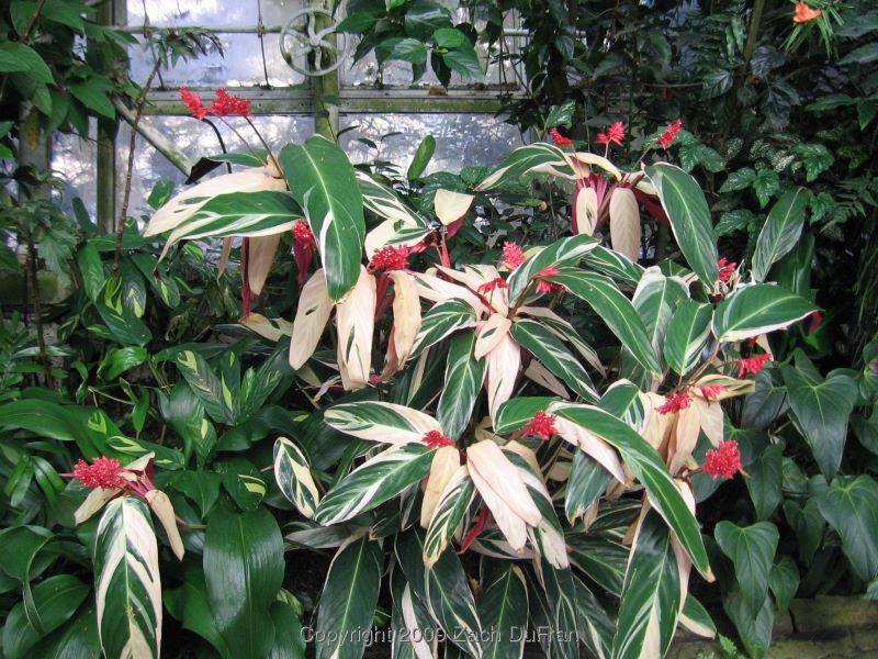 Maranta Sanguinea – (Stromanthe sanguinea)