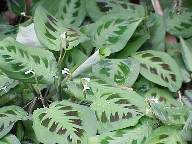 Maranta_leuconeura3