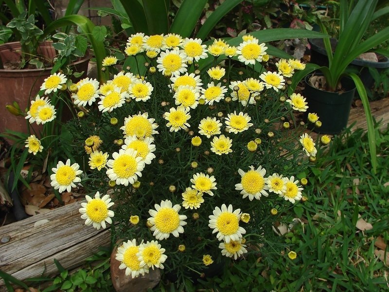 Margarida (argyranthemum-yellow)