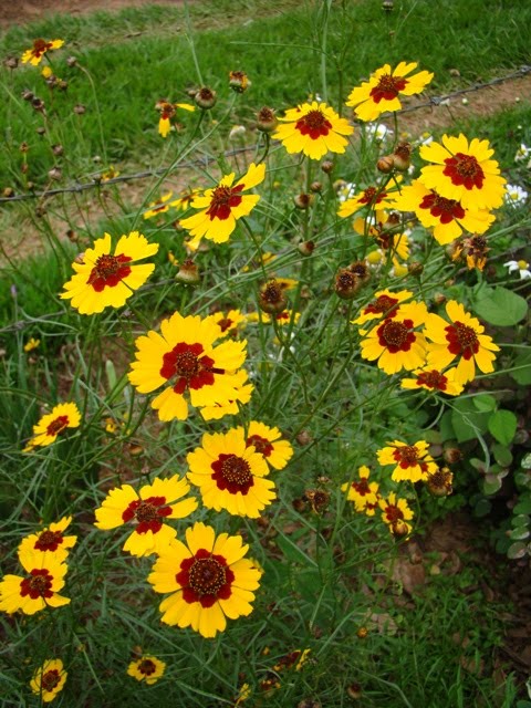 Margaridinha (Coreopsis tinctoria)