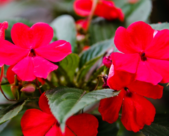 Maria-sem-vergonha (Impatiens spp)