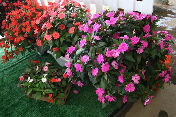 Maria-sem-vergonha (Sunpatiens)