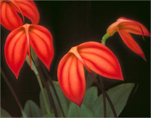 Masdevallia