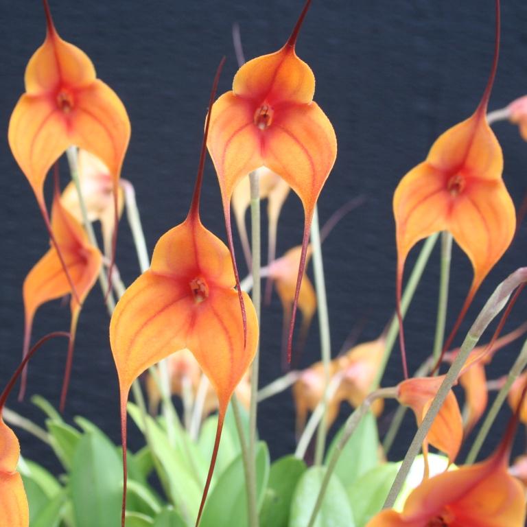 Masdevallia 22