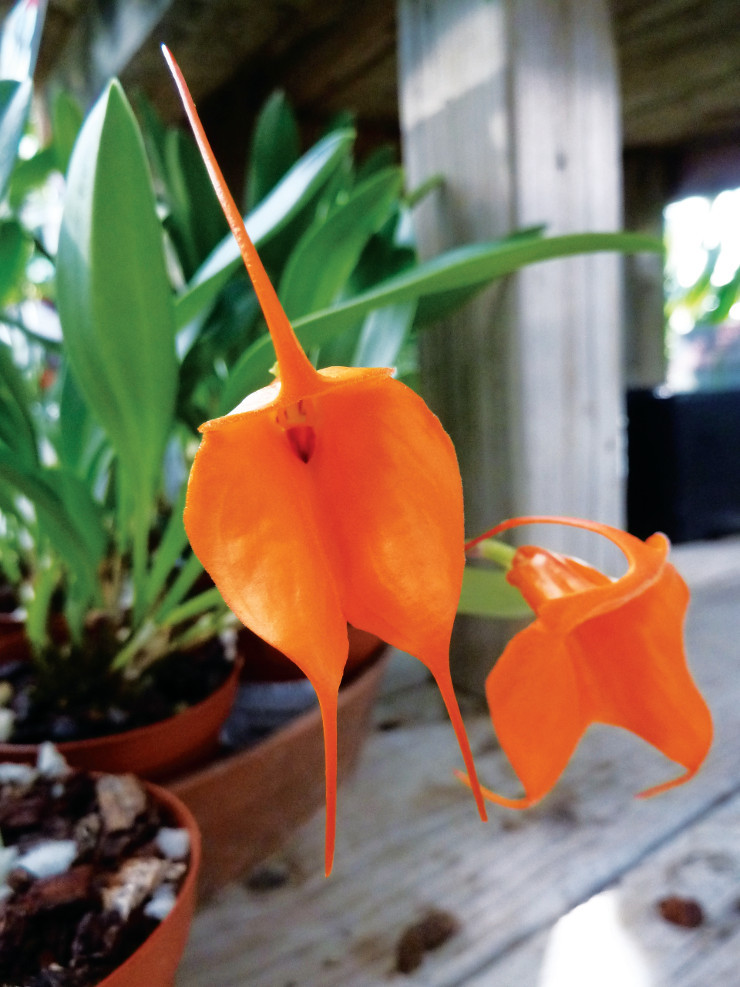 Masdevallia-4