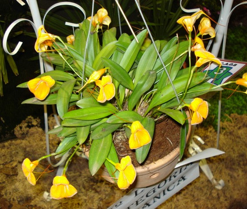 Masdevallia Angel frost1