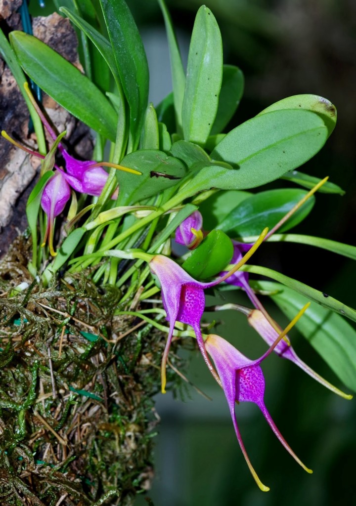 Masdevallia glandulosa