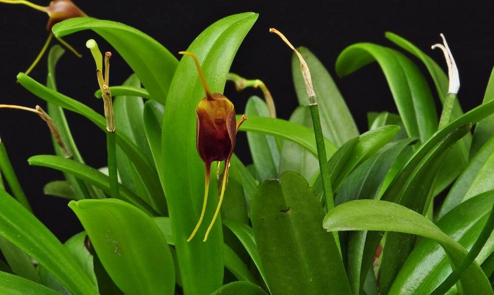 Masdevallia infracta