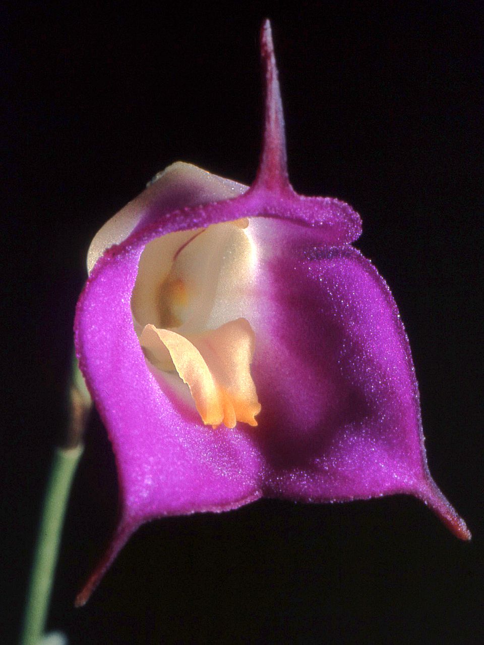 Masdevallia_uniflora_Orchi_12