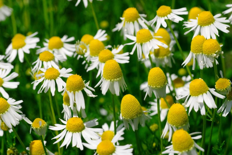 Matricaria chamomilla L.