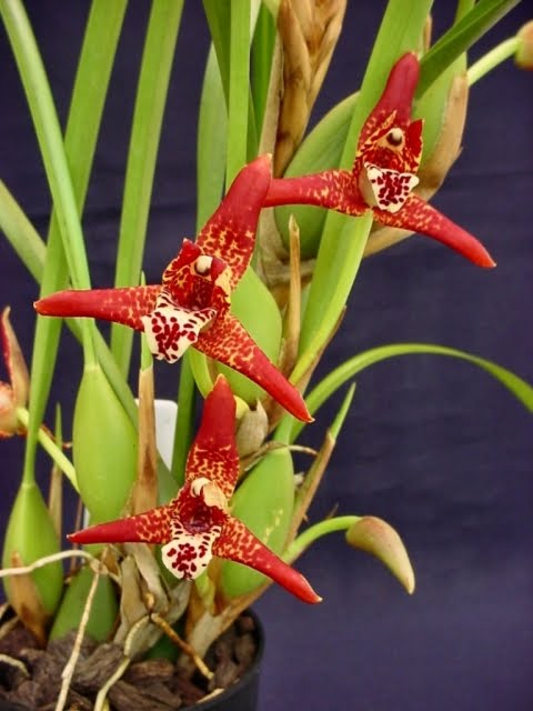 Maxilaria tenuifolia